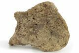 Hadrosaur Astragalus (Ankle Bone) - Wyoming #229176-2